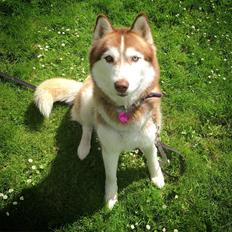 Siberian husky Fluffi