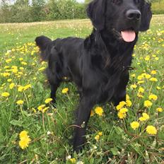 Flat coated retriever Bailey