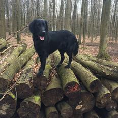 Flat coated retriever Bailey