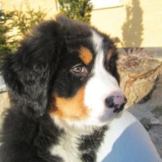 Berner sennenhund Trunte