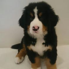 Berner sennenhund Trunte