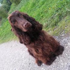 Cocker spaniel Mokka