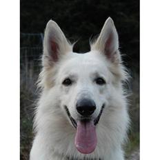 Hvid Schweizisk Hyrdehund Zero 27 Marts 2004 - 07 august 2015