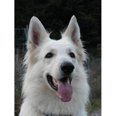 Hvid Schweizisk Hyrdehund Zero 27 Marts 2004 - 07 august 2015