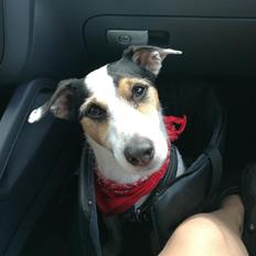 Jack russell terrier Eddie (højt elsket og savnet )