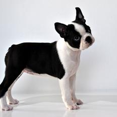 Boston terrier Melody Of Love Arwin