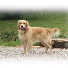 Blanding af racer Balder Himmelhund 