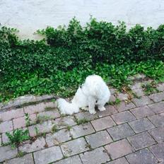 Coton de tulear Molly