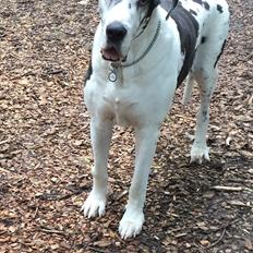 Grand danois Horsebjerg Athena (Himmelhund) 