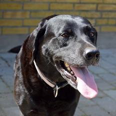 Labrador retriever  |Sally