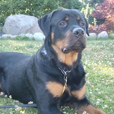 Rottweiler Rotte *Himmelhund*