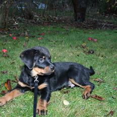 Rottweiler Rotte *Himmelhund*