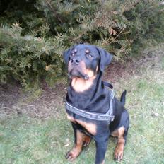 Rottweiler Rotte *Himmelhund*
