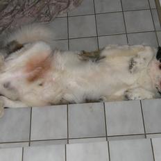 Sankt bernhardshund Frede, R.I.P 23.1.2020