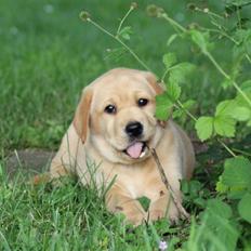 Labrador retriever Mochipappa's Goldie Hawn
