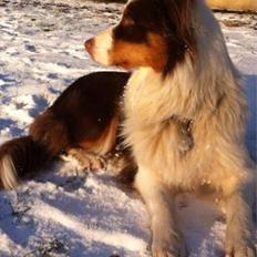 Australian shepherd Soffie