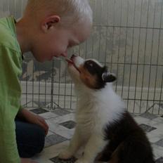 Australian shepherd Soffie