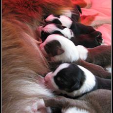 Australian shepherd Soffie