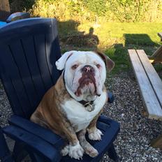 Olde victorian bulldogge Bom