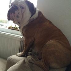 Olde victorian bulldogge Bom