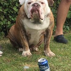 Olde victorian bulldogge Bom