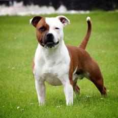 Staffordshire bull terrier *TwoFace*