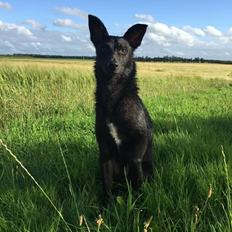 Blanding af racer Elvis