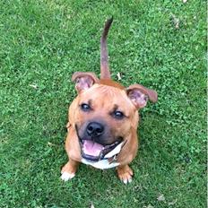 Staffordshire bull terrier Joddricks Devils Dream - Argo