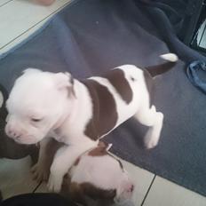 Olde english bulldogge Bella