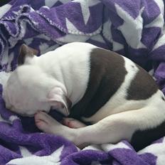 Olde english bulldogge Bella