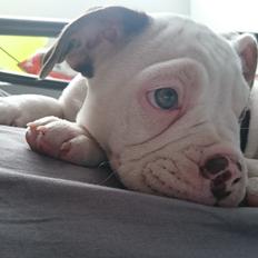 Olde english bulldogge Bella