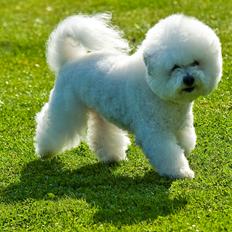 Bichon à poil frisé Zita