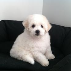 Bichon à poil frisé Zita