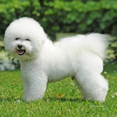 Bichon à poil frisé Zico