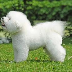 Bichon à poil frisé Zico