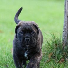 Bullmastiff Bullgrin's Deep Thought "Pawla"