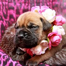 Bullmastiff Berenice Honey Dynasty "Nike"