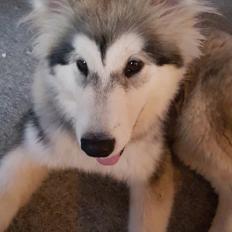 Alaskan malamute Athene 