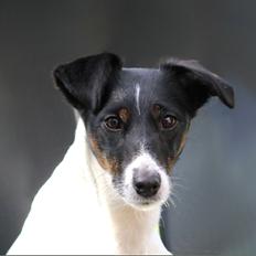 Glathåret foxterrier blanding NOVA