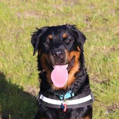 Rottweiler Mason