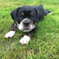 Olde english bulldogge Catobull's Sir Mogens