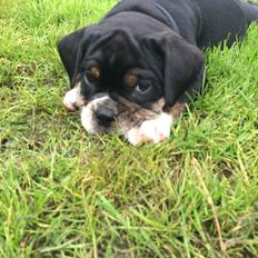Olde english bulldogge Catobull's Sir Mogens