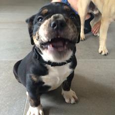 Olde english bulldogge Catobull's Sir Mogens