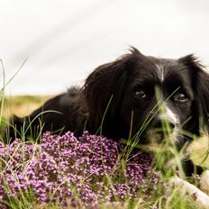 Blanding af racer Superhunden Molly