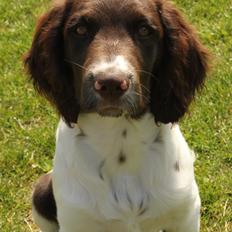 Kleiner münsterländer Milo