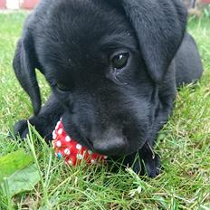 Labrador retriever Pazo