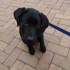 Labrador retriever Pazo