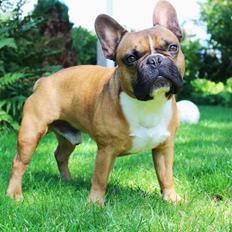 Fransk bulldog Arnold