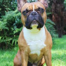 Fransk bulldog Arnold