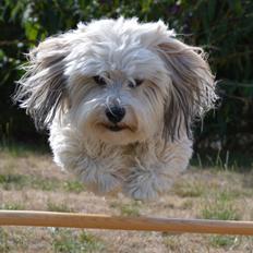 Bichon havanais Coccio